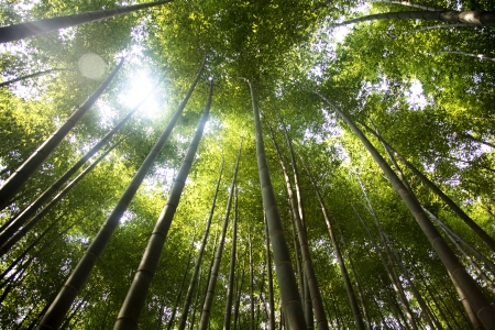 Beautiful bamboo forest in south korea Damyang""の写真素材
