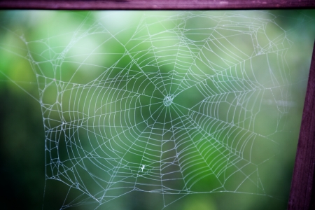 Spider's webの写真素材