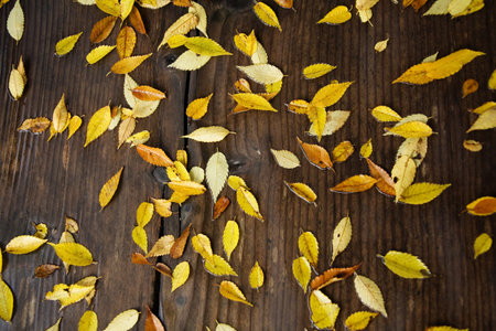 Maple leaves in autumn