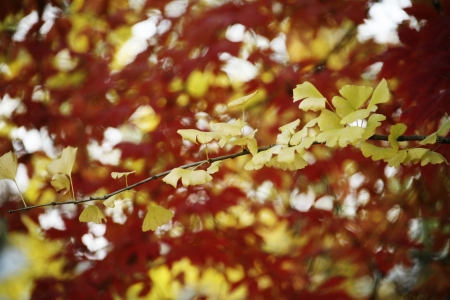 Maple leaves in autumnの写真素材
