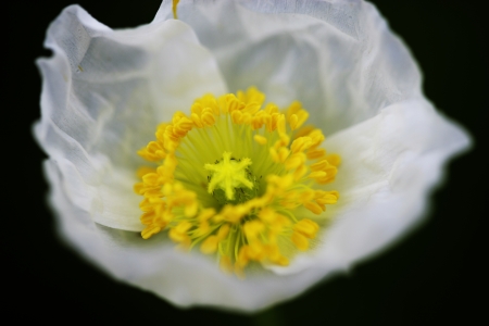 poppy flowersの写真素材