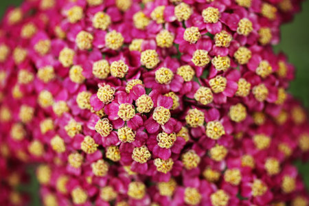 wild flower