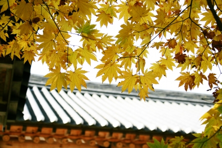 Maple leaves in autumnの写真素材