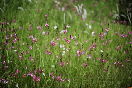 wild flowerの写真素材