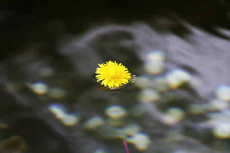 Flowers on the waterの写真素材