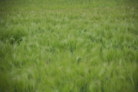 Green barleyの写真素材