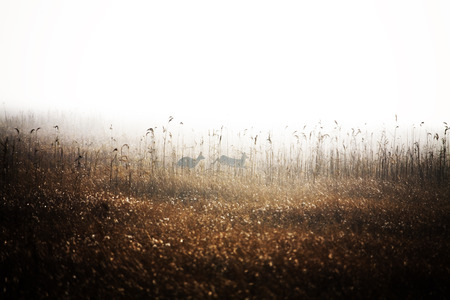 South Korea beautiful Sihwaho"wetlands"の写真素材