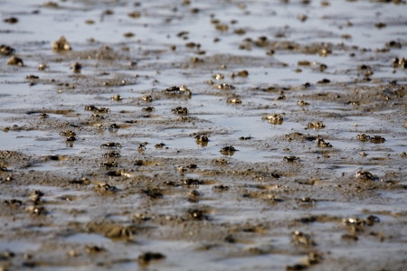 Sea tidal flats in south koreaの写真素材