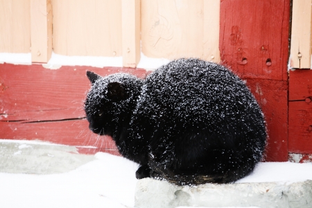 Cat cover in snow の写真素材