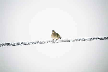 Bird on wires in winterの写真素材
