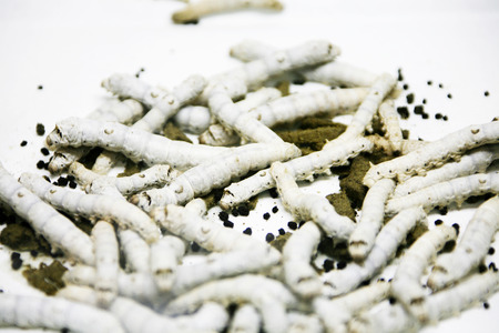 Silkwormの写真素材