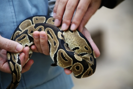 Snakeの写真素材