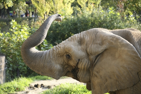 Elephantの写真素材