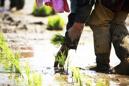 Farmers in the rural landscape Koreaの写真素材