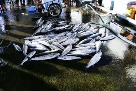 Beautiful landscape in South Korea,Fishing Villages,Seaport,seafoodの写真素材