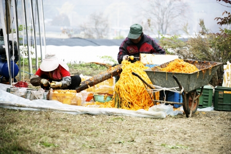 Dried persimmon Villageのeditorial素材