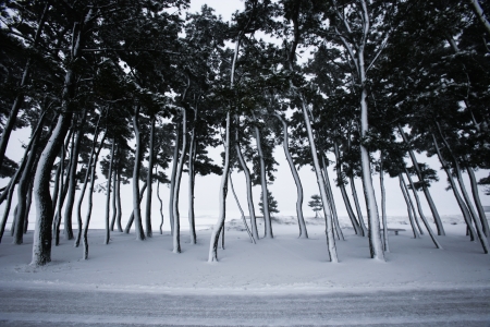 Beautiful winter landscape in south korea,hongwonhang の写真素材