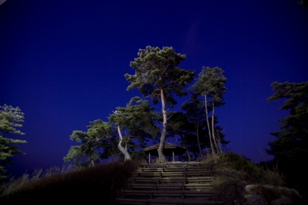 Night view of the pine forestの写真素材