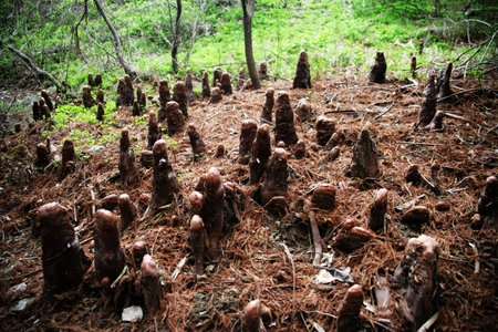 Woodsの写真素材