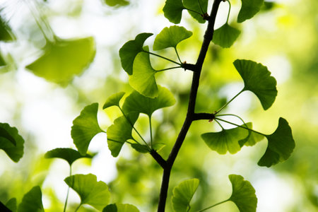 Green leaves