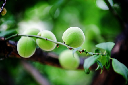 Plums