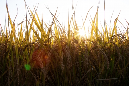 crops in south korea,Rice の写真素材