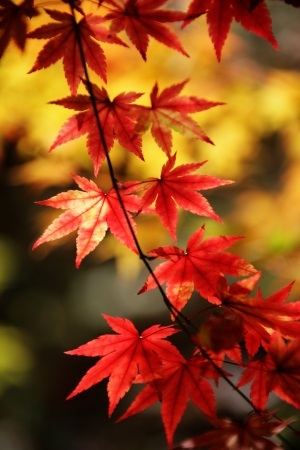 Maple leaves in autumnの写真素材