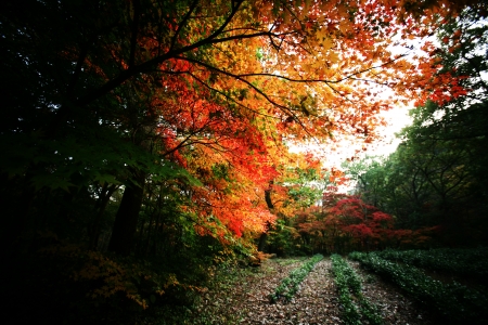 Autumn landscape with temples in south korea, seonunsa""の写真素材