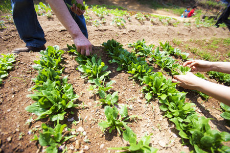 Vegetable garden