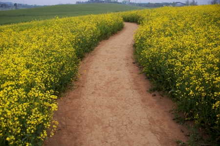 Beautiful landscape in South Korea,Hagwon"farm"の写真素材
