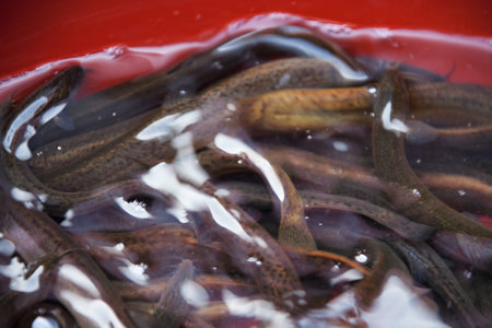 Loach