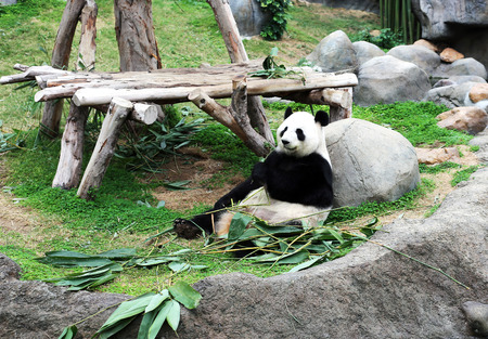 Panda eating bambooの写真素材
