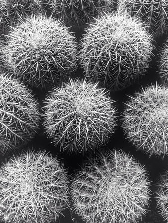 Cactus in monotone