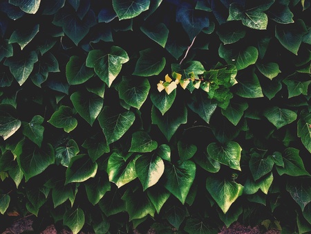 Leaf wall in summerの素材