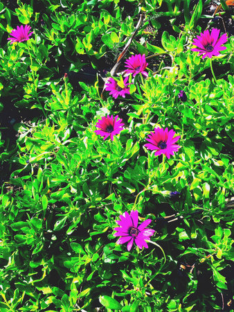 Blooming pink purple flower wallpaper