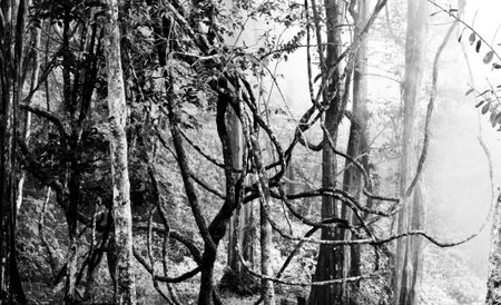 Green tree with fog at hot springの写真素材