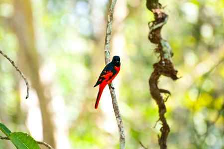 Male minivet with green backgroundの写真素材
