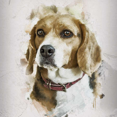 Vector illustration of dog breed Bernese mountain dog standing and smiling, isolated on the white backgroundの写真素材