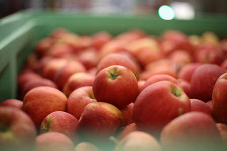 Red apples backgroundの写真素材