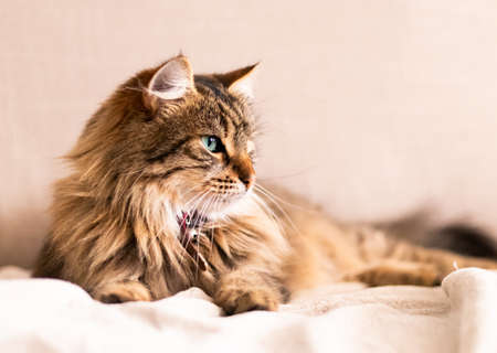 Portrait of two cats lying together isolated on white backgroundの写真素材