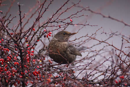 bird tit sits on a branch of a blossoming apple tree, white spring flowers, buds, macro,の写真素材