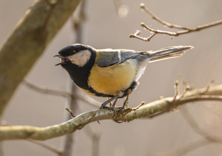Closeup of A Shouting Bird Standing on Sharp Thorny Stem with Bokeh Backgroundの写真素材