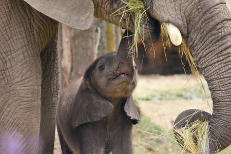 Elephant cow and calf feeding after a river crossing in the Kruger National Park.の写真素材
