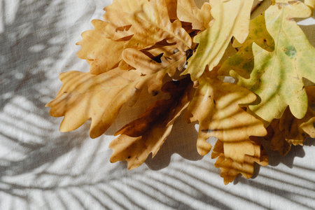 Autumn leaf background, white cloth with dry yellow autumnal season leaves of maple tree, cozy textile.の写真素材