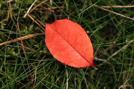 Red autumn leaf on grass background.の写真素材