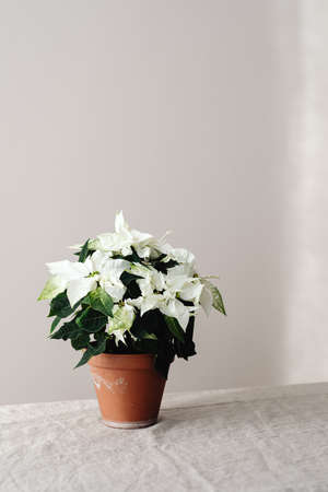 Botanical tropical house plant in brown pot on floor in white wall backgroundの写真素材