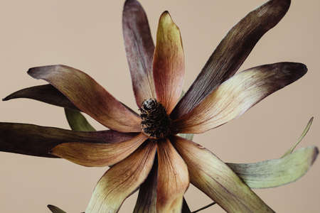 Close up of dark brown Dried flower and leaf in light pink background.の写真素材