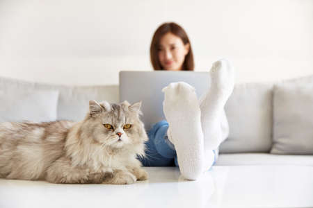 young asian business woman working at home using laptop computer accompanied by pet catの写真素材