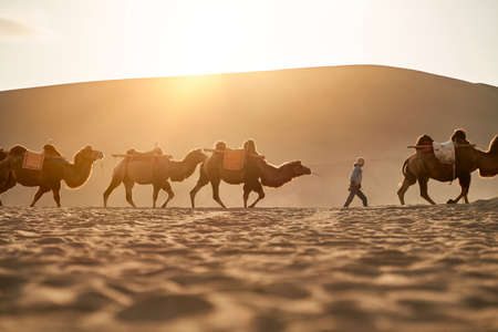 caravan of camels walking in desert at sunset with huge sand dune in backgroundの写真素材