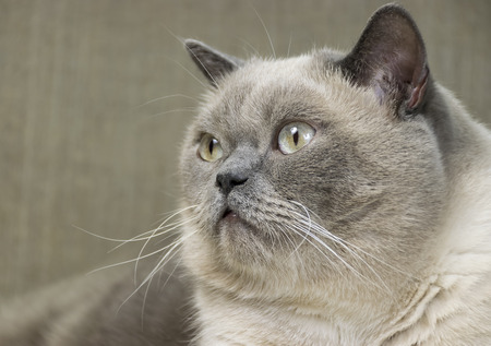 british shorthair catの写真素材